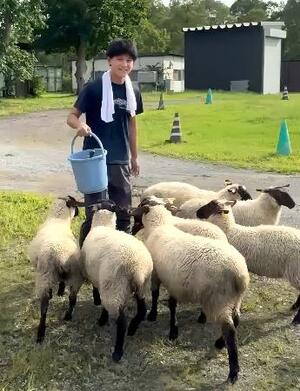 羊を誘導する辻井豪佑さん=2024年7月、北海道七飯町