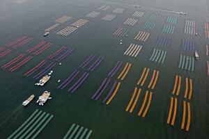 　有明海で養殖ノリの種付け作業が始まり、海面に広がる色とりどりのノリ網＝２０２５年１１月、佐賀市沖（共同通信社ヘリから）