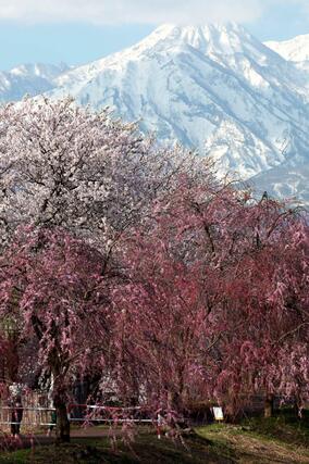 妙高山に現れた雪形「跳ね馬」８日、妙高市