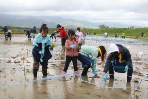 目印に沿って丁寧に苗を植えた田んぼアートの参加者＝９日、佐渡市新穂青木
