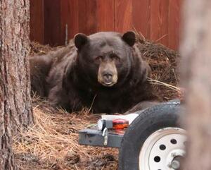 　米カリフォルニア州サウスレイクタホの民家近くで出没したクマ＝１１月（共同）