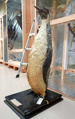 白瀬南極探検隊が捕獲したコウテイペンギンの剥製=8月、台北の国立台湾博物館(共同)