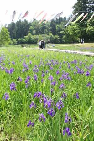 水辺一面に咲くカキツバタ=5月21日、柏崎市軽井川