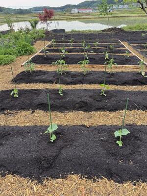 土の上に敷いた段ボールに堆肥を載せ、苗を植えるノーディグ菜園（日本ノーディグ協会・三条まんま塾提供）
