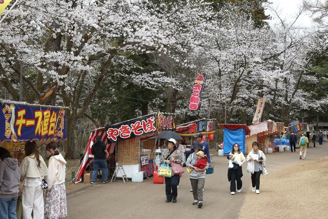 満開を迎えた悠久山公園の桜＝９日、長岡市御山町