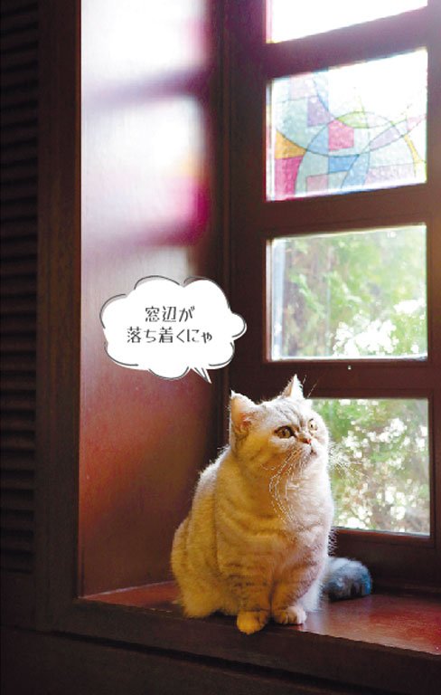 癒やしの猫 にいがたの猫カフェ Assh 2月10日号 新潟日報デジタルプラス