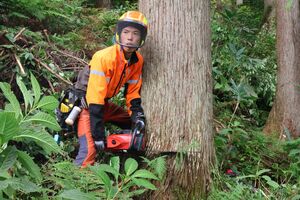 山林で杉を伐採する柏崎地域森林組合の大野智也さん=柏崎市新道