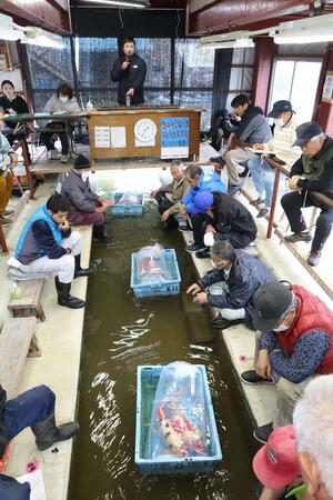 錦鯉が次々と競り落とされたＪＡ魚沼錦鯉市場の初競り＝小千谷市南荷頃