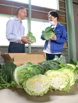 出荷シーズンを迎えた三条市石上・栗林地区の春キャベツ=26日、三条市石上3
