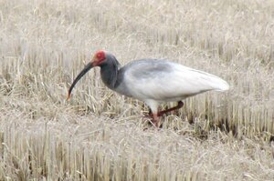 新潟県長岡市内で確認されたトキ＝４月２日（市提供）