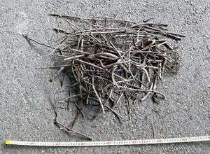 東北新幹線大宮駅の電柱で巡回中の社員が発見し、撤去されたカラスの巣(JR東日本提供)