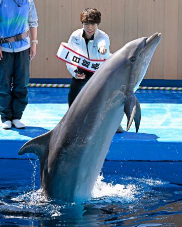 イルカ様、ご購入用 ポケット水族館ST イルカ /Pocket aquarium ST Dolphin :701545