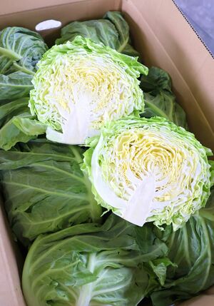三条市産の春キャベツ=2024年5月20日、三条市