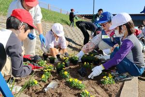 ビオラの苗を植え、花文字を作った有明台小の3年生=新潟市中央区有明大橋町