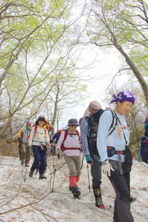 残雪を踏みしめながらブナ林を歩く参加者ら=4月27日、村上市山熊田