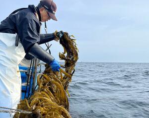 沖合で養殖ワカメの刈り取りをする正司正さん。海中に漂わせたロープに、ワカメがびっしり生えている=佐渡市黒姫沖