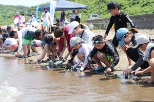 海開きで行われたサザエのつかみ取り=出雲崎町井鼻