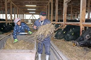 牛に自家製の稲わらを与える遠藤金一さんとマサ子さん=胎内市草野