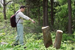 角田山で無断伐採されたとみられる木=11日、新潟市西蒲区