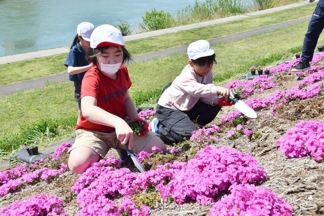 五十嵐川の堤防に芝桜を植える一ノ木戸小児童＝三条市