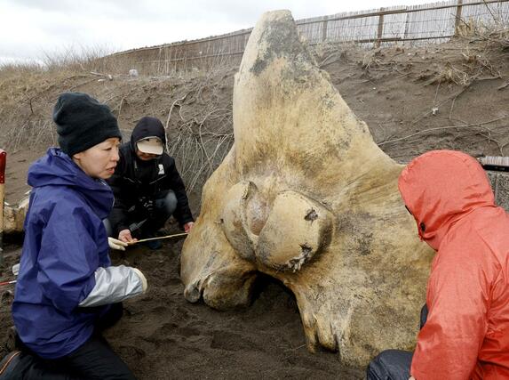 骨の大きさを計測する田島木綿子研究主幹ら=6日、上越市柿崎区