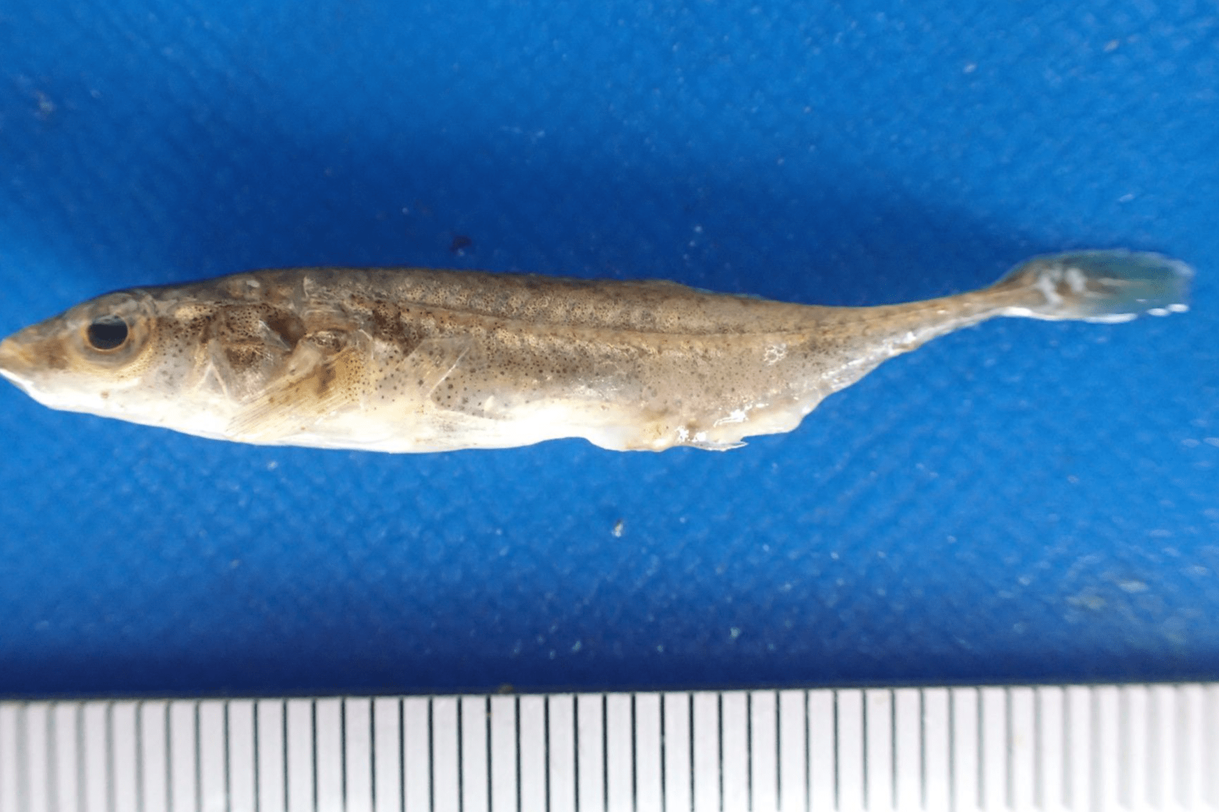 関川村で絶滅と思いきや 生息確認 新潟日報デジタルプラス