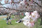 上越市で観桜会が開幕！3日は花見日和の好天、会場の様子は…［高田城址公園観桜会2026］