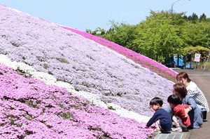 色鮮やかに咲くシバザクラ=5月8日、上越市板倉区久々野
