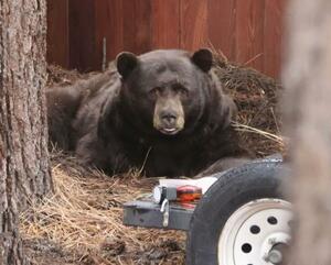 　米カリフォルニア州サウスレイクタホの民家近くで出没したクマ＝２０２５年１１月（共同）