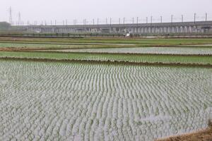 作付けが終わった水田地帯=22日、新潟市西区