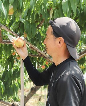 砂丘桃の出来を確認するピーチビレッジファームの飯田裕樹代表=23日、刈羽村刈羽