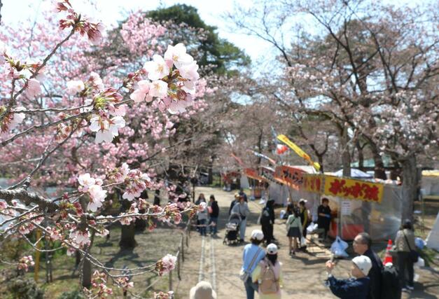３日、高田城址公園