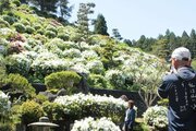 歴史あるツツジが見頃！糸魚川市の「月華山かねこつつじ園」に3500株、日本海を望めるあずまやも♪