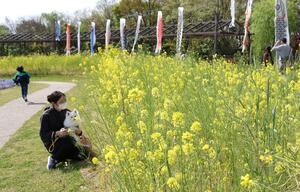 こいのぼりも一緒に楽しむことができる菜の花チューリップまつり＝新潟市中央区
