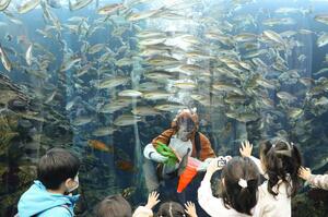 水槽内で魚に餌をやるウマダイバー＝３１日、上越市