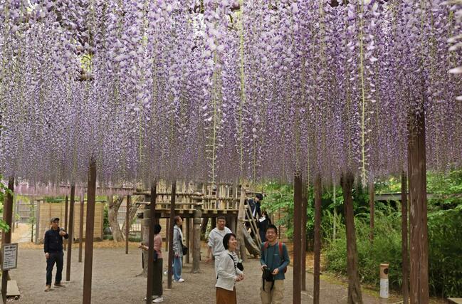 見頃を迎えた北方文化博物館のフジ棚＝１日、新潟市江南区