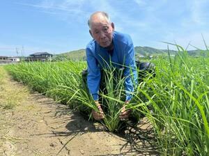 田植え1回でコメを2度収穫する「再生二期作」に取り組む西尾茂美さん=6月、徳島県阿南市
