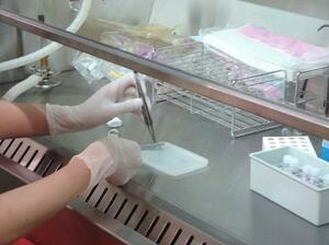 　アマミトゲネズミから採取した尾部を細かく切り、細胞を培養する実験