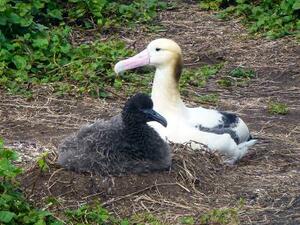 アホウドリの成鳥(右)とひな=2014年3月、伊豆諸島・鳥島(山階鳥類研究所提供)