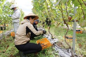 赤ワインに使われたブドウの収穫=2023年10月、長岡市金沢