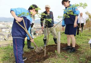 モミジの苗木を植える越路中の生徒=4月20日、長岡市朝日