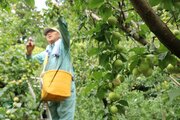 田上町特産「越の梅」実りたっぷり♪収穫進む　「梅干しにも梅酒にもお勧め」