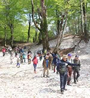 残雪のブナ林を歩く参加者ら=2日、村上市山熊田