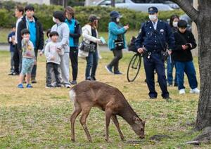 大阪市都島区の公園に現れたシカ=22日