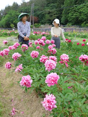 見頃を迎えた荒川峡芍薬園のシャクヤク＝２日、関川村下川口