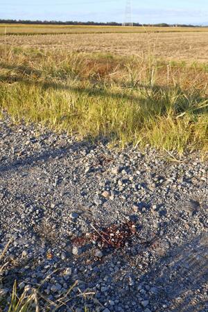 猟友会員がクマに襲われた現場付近＝１２日、新発田市中島