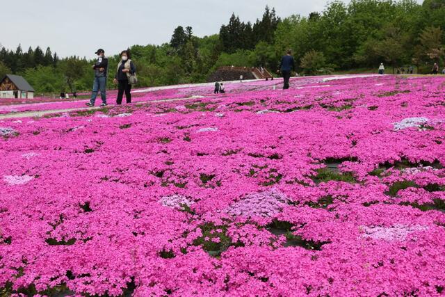 公園に広がる色鮮やかなシバザクラ＝８日、魚沼市根小屋