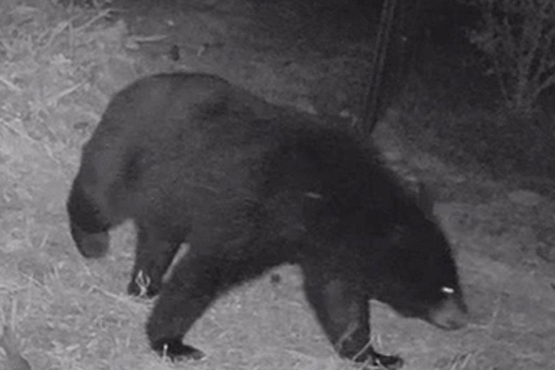 動画あり】村上市の畑をうろつきクリの木を狙うクマ、集落のセンサー