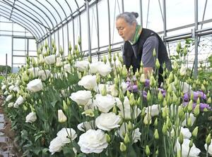 出荷の最盛期を迎えたトルコギキョウ。白や紫、黄色の花々が咲き誇っている=7月29日、柏崎市田中
