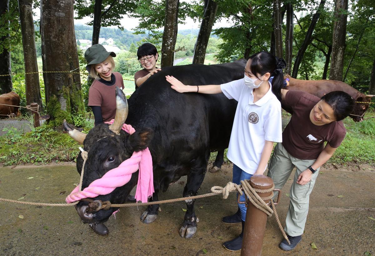 中越地震20年］新潟・山古志角突き女子部、グッズやSNSで闘牛ファン